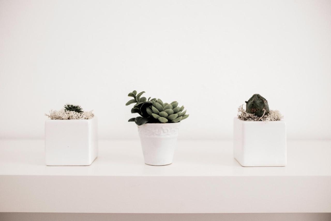 Balabuska Rooms & Garden 코데비고 외부 사진